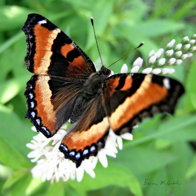 (image for) Milbert's_Tortoiseshell